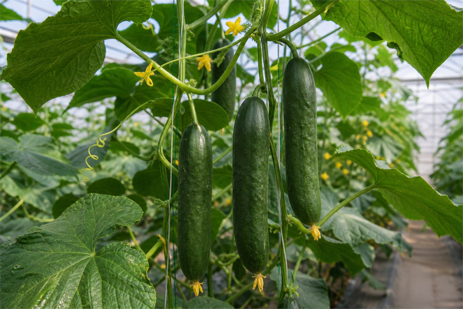 Fresh cucumbers hanging from trellised greenhouse vines