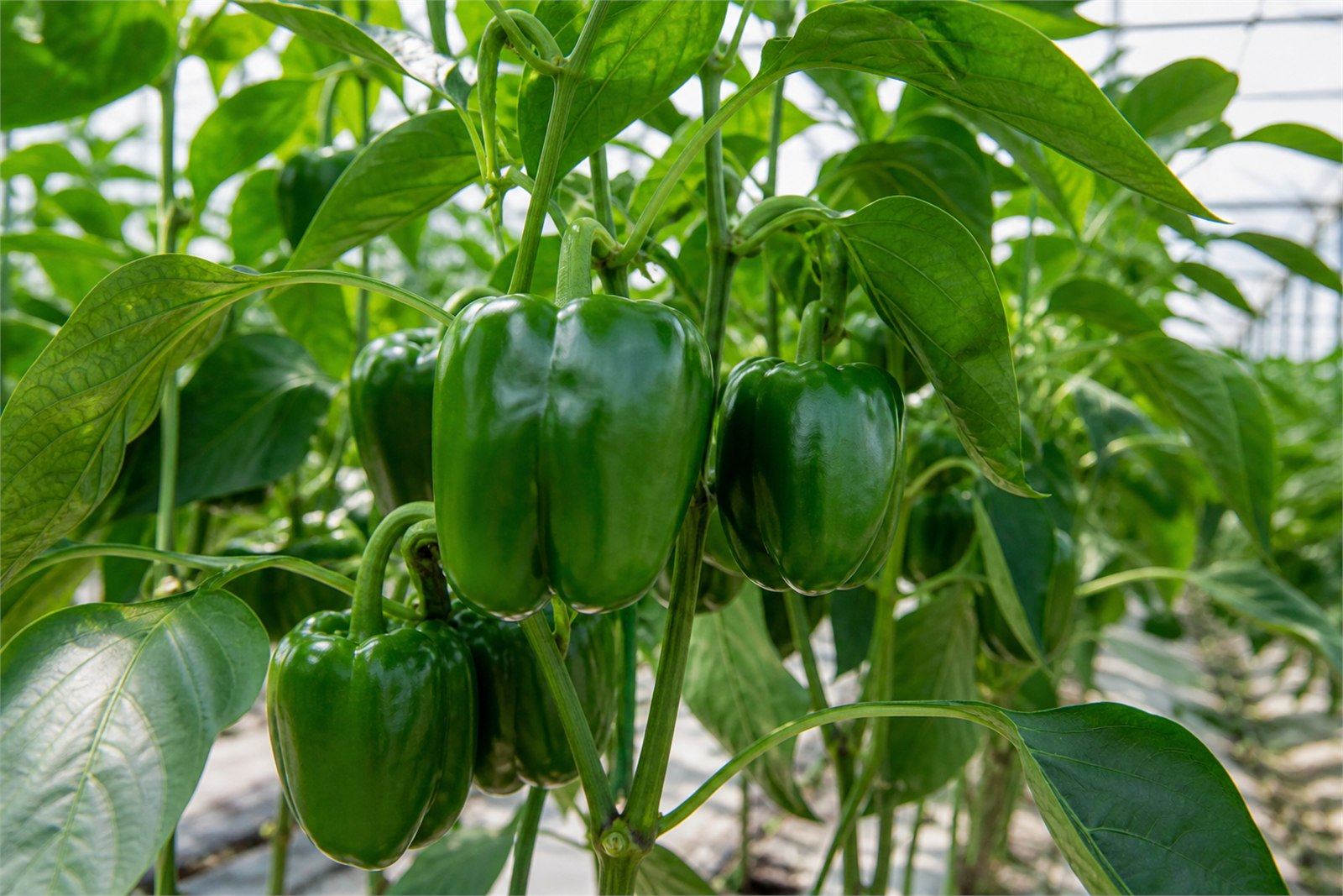 Green bell peppers growing on healthy plants in a commercial greenhouse