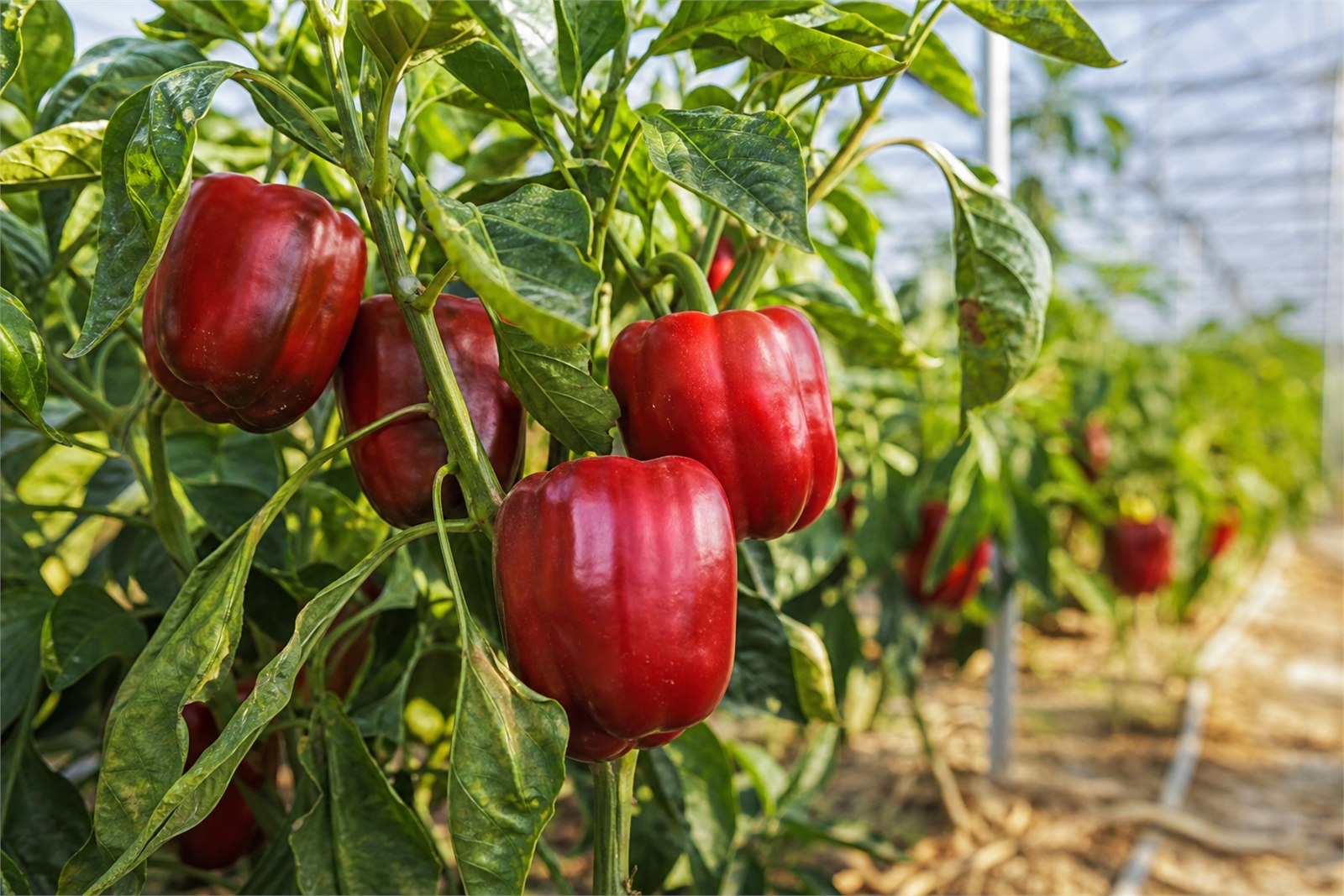 Ripe red bell peppers growing on healthy plants in a commercial greenhouse