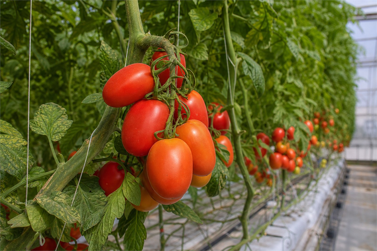 Roma tomatoes ripening in clusters on greenhouse vines