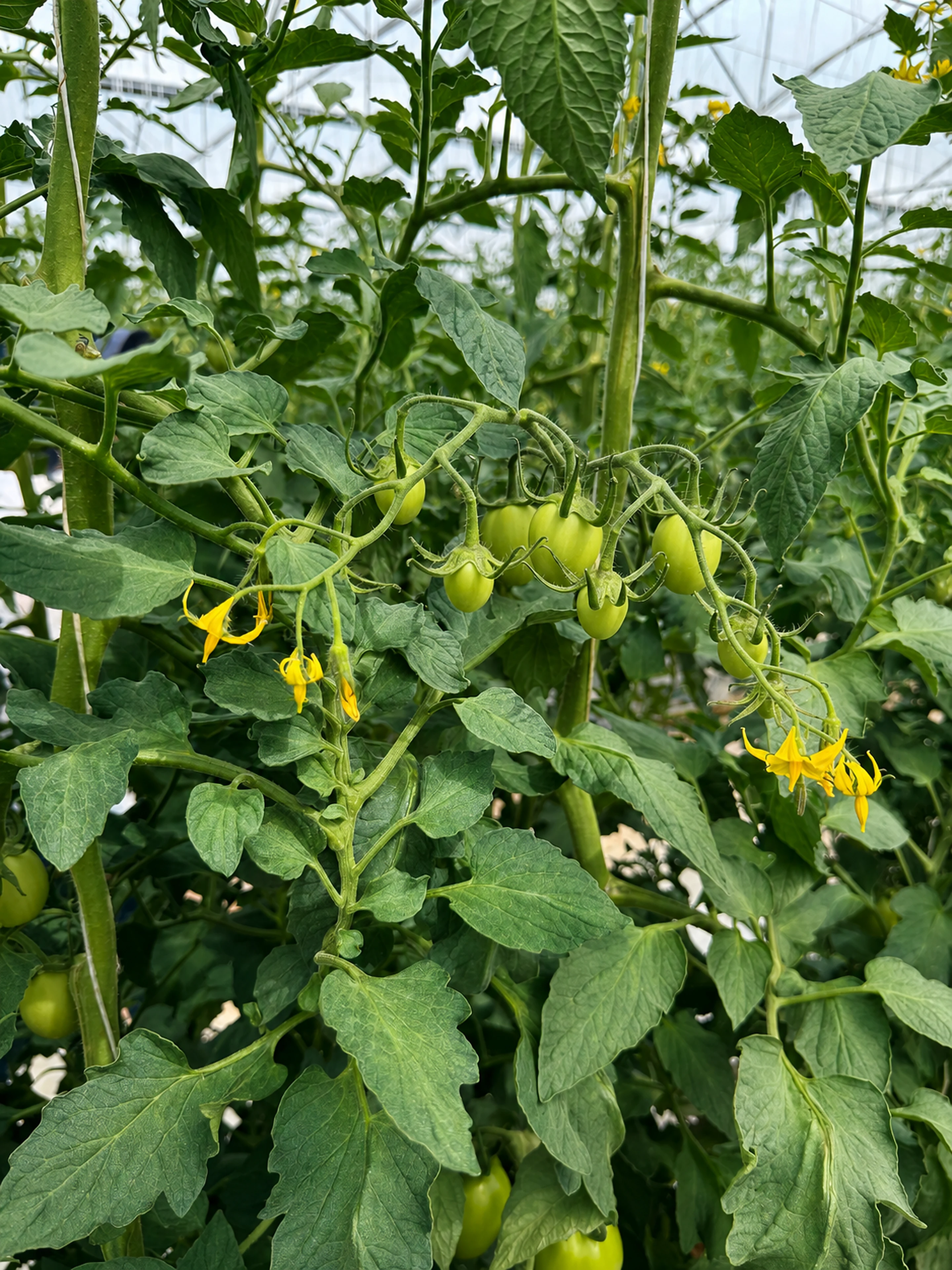 Tomato flowers and developing green Roma tomatoes in a protected Sonora growing program